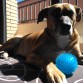 Jakcy en su cama y con su pelota esperando jugar 